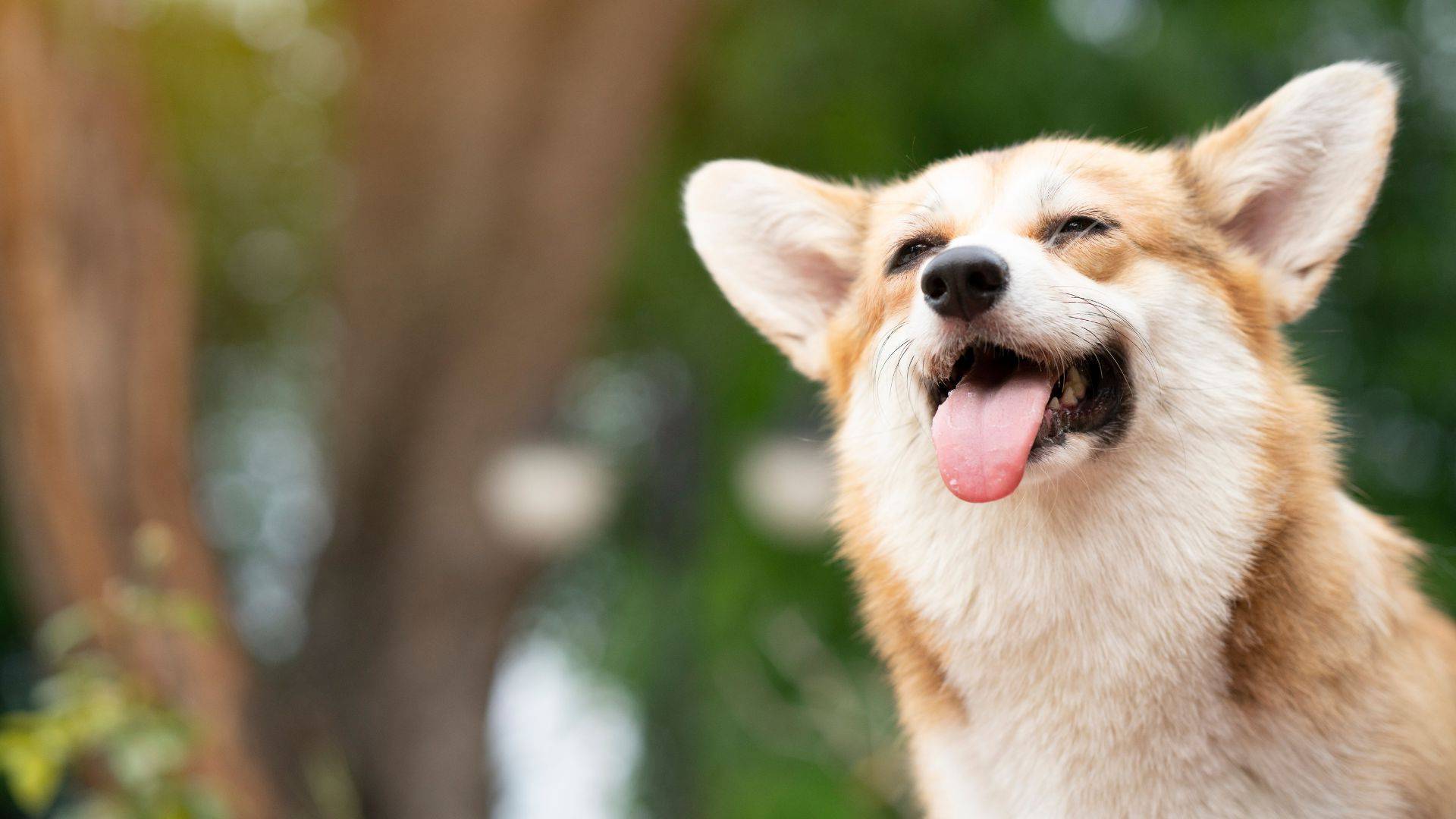 vet-near-me-stevenson-ranch-ca-91381-the-old-road-veterinary-center