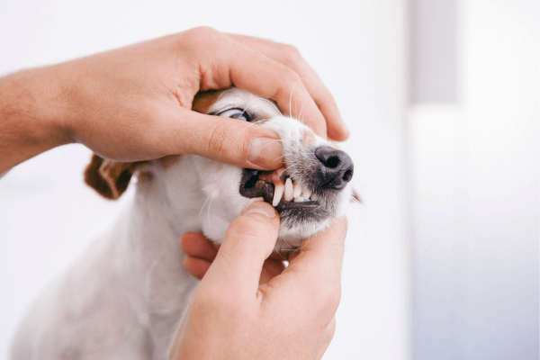 pet dental checkup