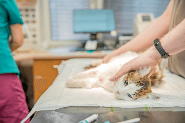 pet surgery