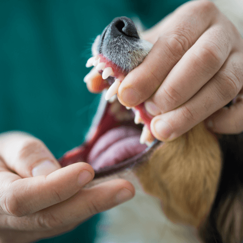 Dog teeth examiation
